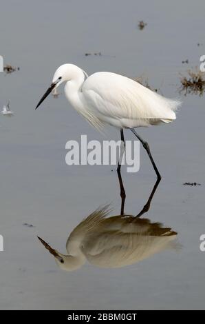 Little Egret, Egretta garzetta, passage à gué et reflété dans le lac ou Etang de Vaccarès dans les terres humides de Camargue Provence France Banque D'Images