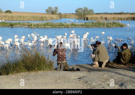 Faune photographes photographiant de grands Flamangues ou Flamangos, Phoenicopterus roseus, en Camargue zones humides ou réserve naturelle Provence France Banque D'Images