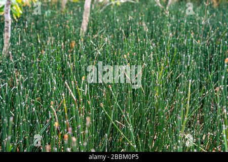 Gros plan Green Equisetum hyemale au printemps Banque D'Images