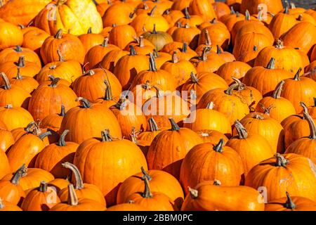 Une pile de citrouilles fraîches est placée sur le sol. Un concept de festival Banque D'Images