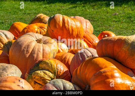 Une pile de citrouilles fraîches est placée sur le sol. Un concept de festival Banque D'Images