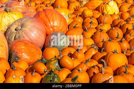 Une pile de citrouilles fraîches est placée sur le sol. Un concept de festival Banque D'Images