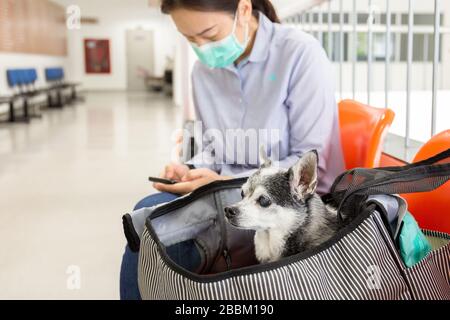 Chien Chihuahua dans un sac de transport avec femme portant un masque de protection. Banque D'Images