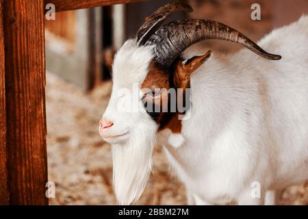 Chèvre. Portrait d'une chèvre sur une ferme du village. Belle chèvre pose Banque D'Images