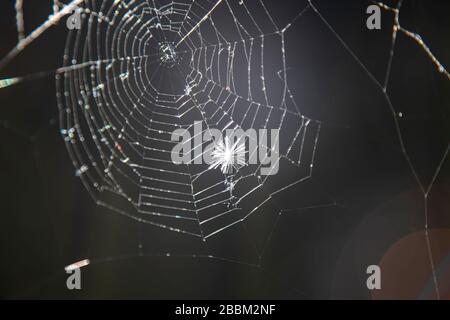 Molletonné, bas, cotonweed coincé sur Spiderweb avec le soleil shinning sur le web. Banque D'Images