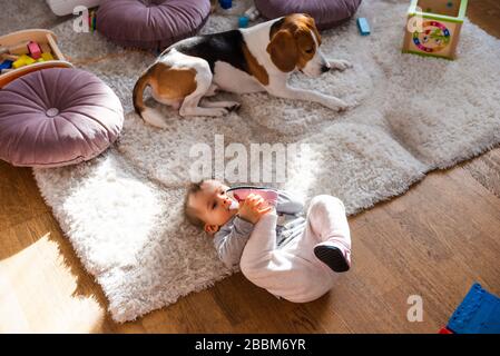 Portrait d'une jeune fille d'un an à l'intérieur dans la salle lumineuse avec chien Banque D'Images