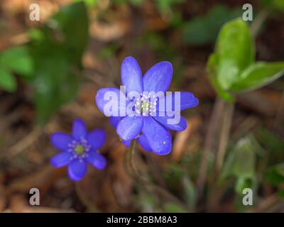 Liverflower (Hepatica nobilis), fleurs, Bavière, Allemagne, Europe Banque D'Images