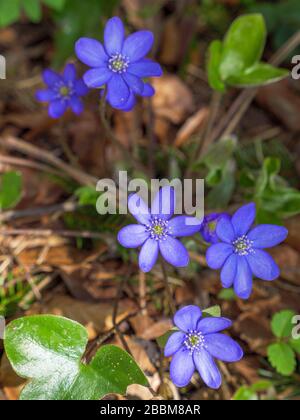 Liverflower (Hepatica nobilis), fleurs, Bavière, Allemagne, Europe Banque D'Images