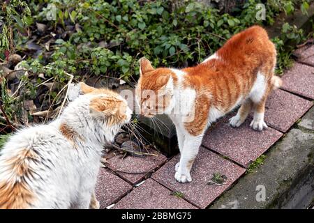 Deux chats isolés de couleur blanche et rougeâtre combattent dans la rue d'Istanbul. Banque D'Images