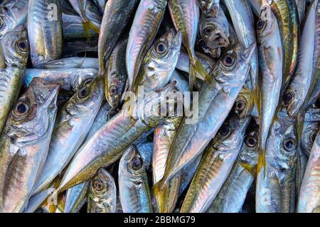 Pile de maquereau frais sur un comptoir de vendeur de rue, texture abstraite pour l'arrière-plan. Poisson de mer sur une boutique d'Istanbul. Banque D'Images