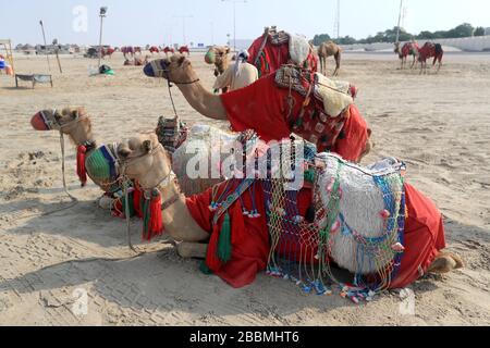 Excursions à dos de chameau pour les touristes à Doha, Qatar Banque D'Images