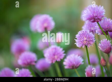 Jardin de campagne anglais, fleurs de chive violettes dans un jardin d'herbes. Towcester, Royaume-Uni Banque D'Images