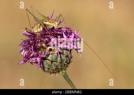 Gros plan d'une sauterelle avec de longues antennes, assise sur une tête de fleur violette, sur un fond flou Banque D'Images