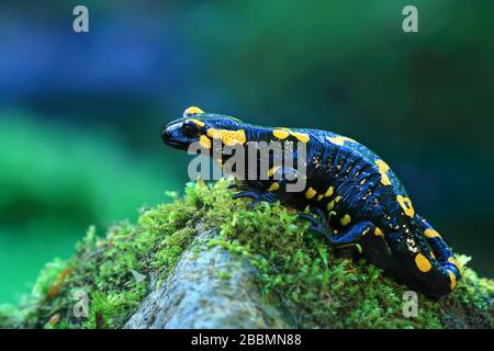Gros plan d'une salamandre de feu, un amphibien noir avec des taches et des rayures jaunes, sur un rocher près d'un petit ruisseau Banque D'Images