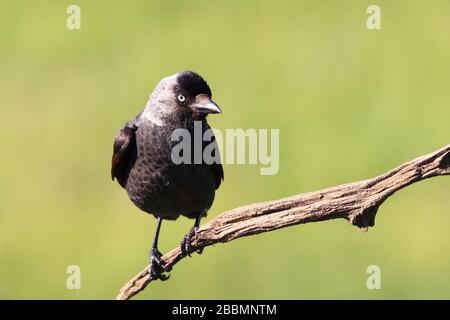 La chalaw eurasienne (Coloeus monedula), un oiseau noir aux yeux bleus sur fond vert Banque D'Images