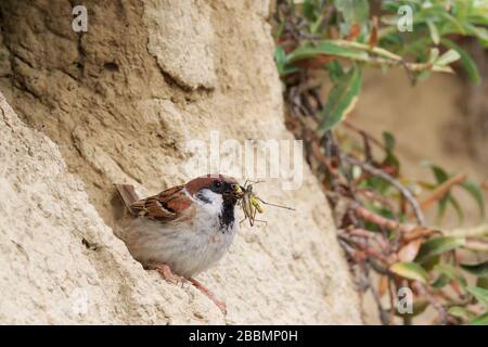 Un sparrow eurasien (Passer montanus), qui rafrat chez lui des sauterelles pour nourrir ses poussins Banque D'Images