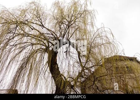 Saule doré à la fin de l'hiver en cascade à Mayence, en Allemagne. Banque D'Images