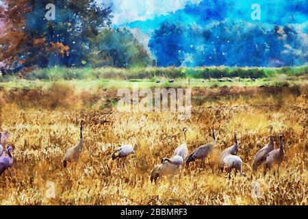 Peinture à l'aquarelle de la grue européenne durcng migration des oiseaux d'automne sur un champ dans la région de Havelland. Banque D'Images