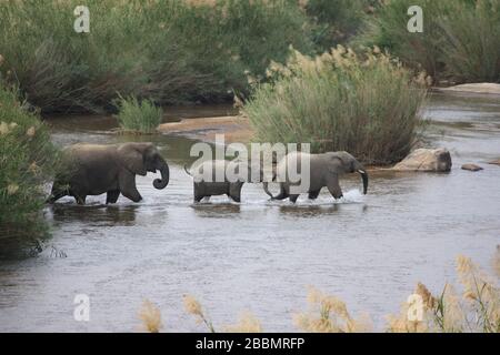 Éléphants traversant une rivière dans le parc national Kruger en Afrique du Sud. Banque D'Images