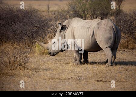 Vue latérale d'un rhinocéros blanc massif Banque D'Images