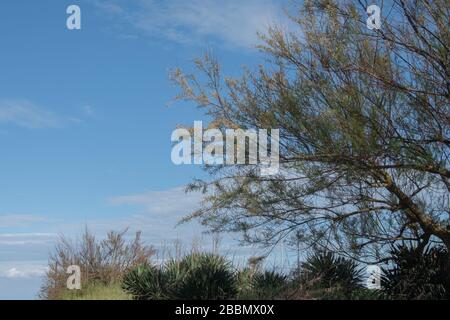 Végétation qui pousse sur la dune, l'arbre et les buissons sur la plage Banque D'Images