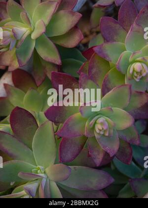 Sedum ou Sedum palmeri de Palmer ou Sedum une plante ornementale succulente, un tapis de rosettes aux feuilles colorées, vert et rouge au bord Banque D'Images