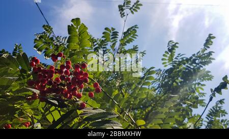 Branche de Rowan avec une bande de baies mûres rouges. Rowan gros plan sur un fond de ciel et de feuilles vertes. Banque D'Images