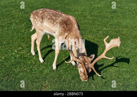 Sika Deer dans le Phoenix Park dans la ville de Dublin, en Irlande. Banque D'Images