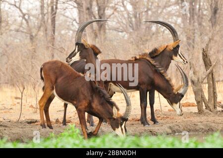 Les antilopes de femmes buvant et regardant dehors au Malawi Banque D'Images