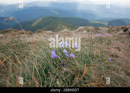 Les cloches lilas fleuissent dans les montagnes. Des bluebells incroyables sur le fond de la montagne. Ukraine, Carpates. Banque D'Images