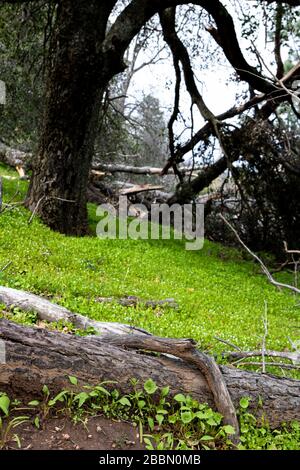 Laitue Miner, laitue indienne, ruslane d'hiver, bonne dégustation de salade indigène comestible bon pour la nourriture de survie de la nourriture Banque D'Images