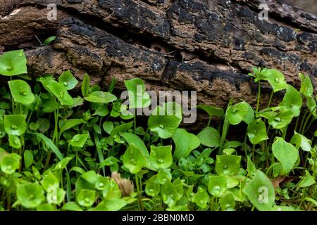 Laitue Miner, laitue indienne, ruslane d'hiver, bonne dégustation de salade indigène comestible bon pour la nourriture de survie de la nourriture Banque D'Images