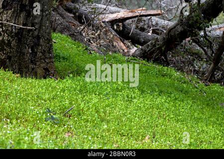 Laitue Miner, laitue indienne, ruslane d'hiver, bonne dégustation de salade indigène comestible bon pour la nourriture de survie de la nourriture Banque D'Images