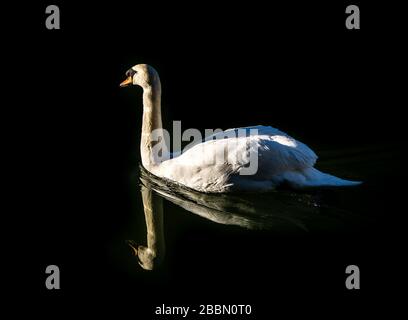 Faune britannique - cygne dans un environnement naturel - Stoke Bruene - Northamptonshire Banque D'Images