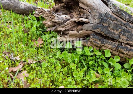 Laitue Miner, laitue indienne, ruslane d'hiver, bonne dégustation de salade indigène comestible bon pour la nourriture de survie de la nourriture Banque D'Images