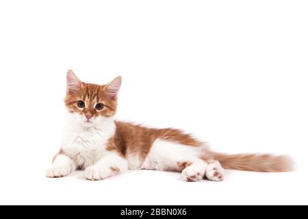 Chaton sibérien sur fond blanc Banque D'Images