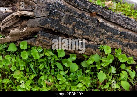 Laitue Miner, laitue indienne, ruslane d'hiver, bonne dégustation de salade indigène comestible bon pour la nourriture de survie de la nourriture Banque D'Images