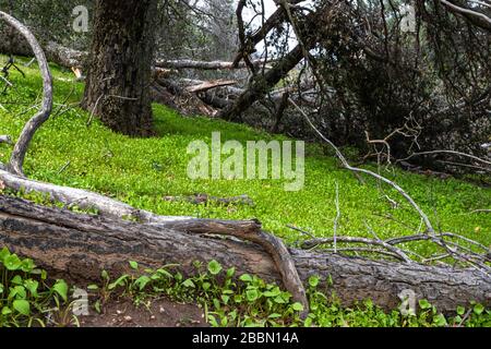 Laitue Miner, laitue indienne, ruslane d'hiver, bonne dégustation de salade indigène comestible bon pour la nourriture de survie de la nourriture Banque D'Images