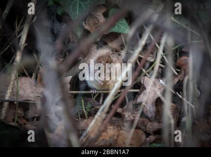 UK Wildlife, vole dissimulé dans la sous-croissance. Towcester, Northamptonshire, Angleterre Banque D'Images