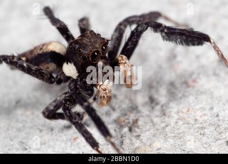 Macro Photographie de Portia Jumping Spider sur le sol Banque D'Images