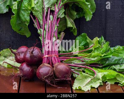 Gros plan des racines de dendroctone organique avec des feuilles sur une table en bois Banque D'Images