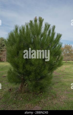 Green Foliage du Pinus pinea conifères Evergreen (arbre du pin de pierre) dans un parc dans le Surrey rural, Angleterre, Royaume-Uni Banque D'Images