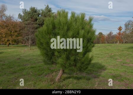 Green Foliage du Pinus pinea conifères Evergreen (arbre du pin de pierre) dans un parc dans le Surrey rural, Angleterre, Royaume-Uni Banque D'Images