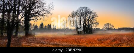 Vue panoramique sur le paysage rural de Belgique. Silhouette d'arbres avec brume sur les champs sur un beau matin froid et ensoleillé. Banque D'Images
