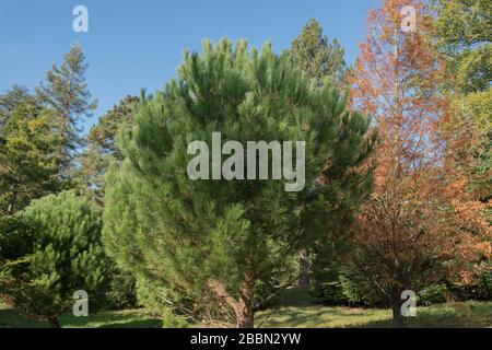 Green Foliage du Pinus pinea conifères Evergreen (arbre du pin de pierre) dans un parc dans le Surrey rural, Angleterre, Royaume-Uni Banque D'Images