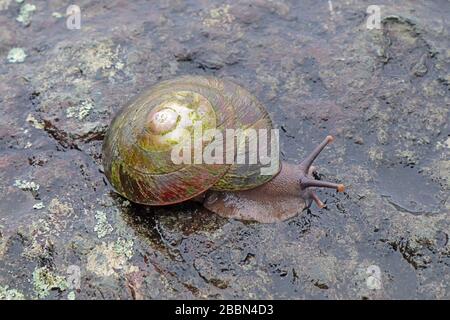 Grande escargot indigène (Caracolus caracolla) avec pied et antennes étendues se déplaçant le long d'un rocher humide dans la forêt nationale El Yunque de Porto Rico Banque D'Images