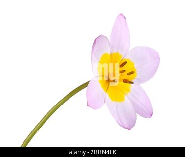 Fleur unique de la pumplish-rose et jaune tulipe cultivar Lilac Wonder (Tulipa saxatilis sous-espèce bakeri) isolée sur fond blanc Banque D'Images