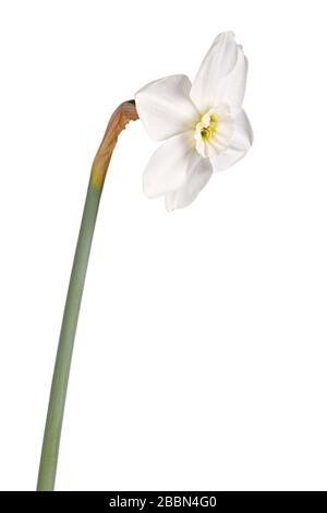 Fleur unique et tige du daffodil cultivar d'émeraude de petite tasse à oei vert isolé sur un fond blanc Banque D'Images