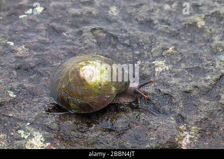 Grande escargot indigène (Caracolus caracolla) avec pied et antennes étendues se déplaçant le long d'un rocher humide dans la forêt nationale El Yunque de Porto Rico Banque D'Images