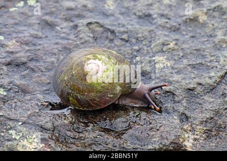 Grande escargot indigène (Caracolus caracolla) avec pied et antennes étendues se déplaçant le long d'un rocher humide dans la forêt nationale El Yunque de Porto Rico Banque D'Images